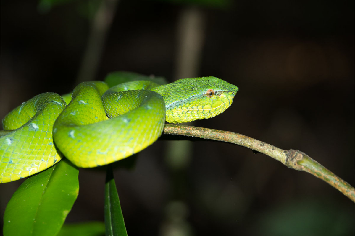 Viper aus dem Dschungel von Borneo, Indonesien