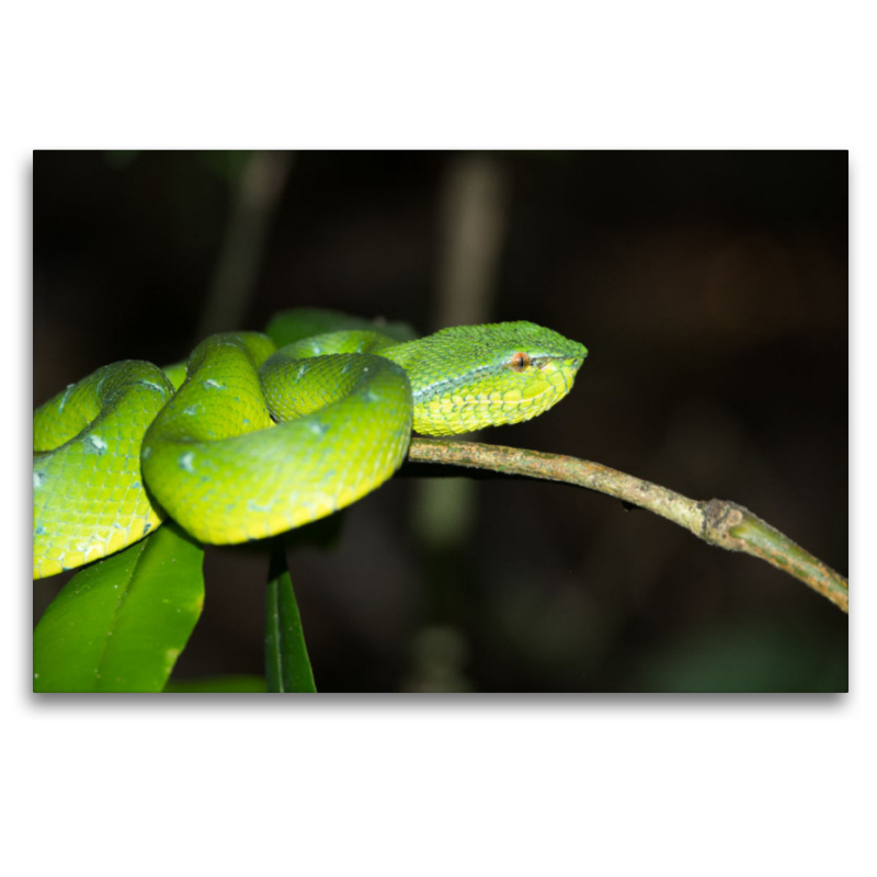 Viper aus dem Dschungel von Borneo, Indonesien