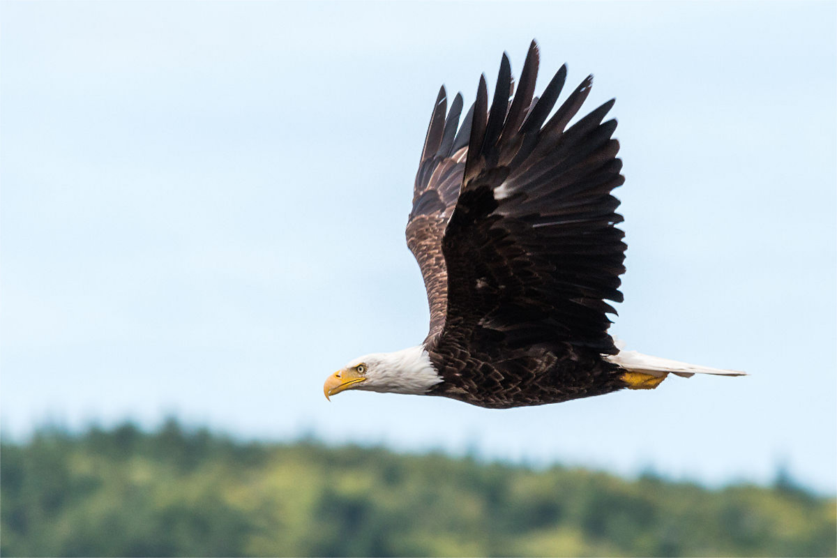 Weißkopfseeadler