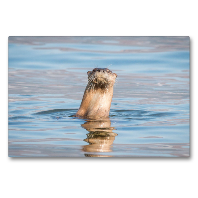 Otter