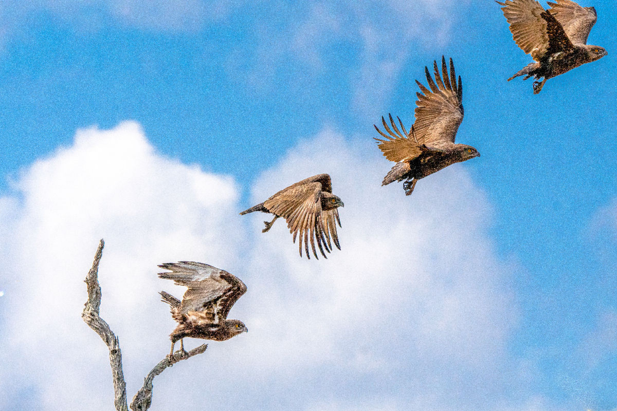 Schlangenadler