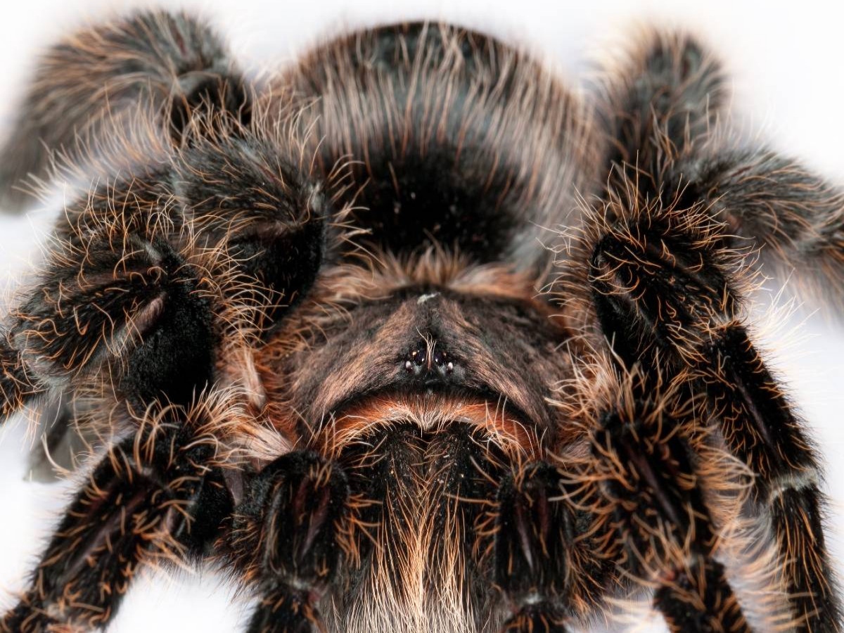 Vogelspinne