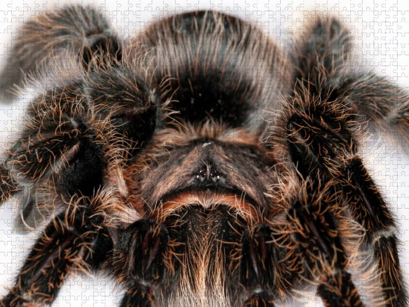 Vogelspinne