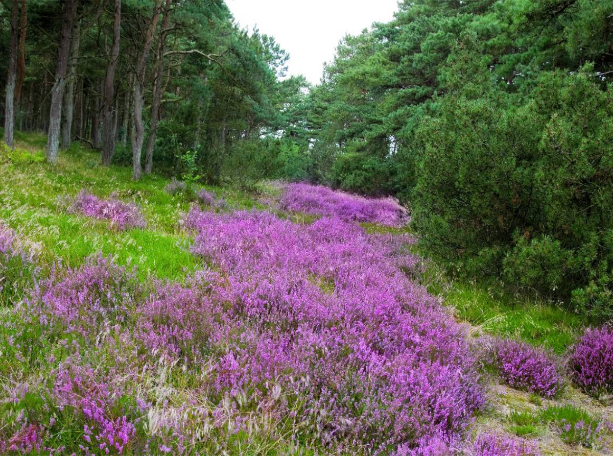 Heidelandschaft in Dänemark