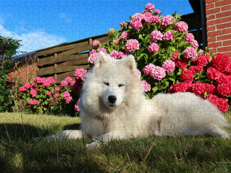 Samojede im Garten