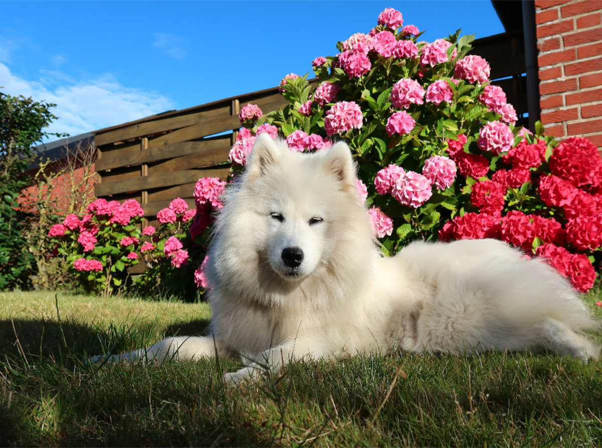 Samojede im Garten