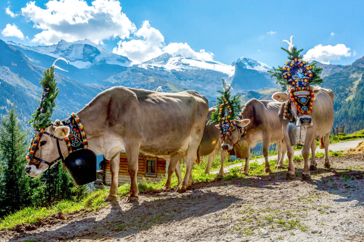 Almabtrieb nähe Bichlalm (Hintertux)