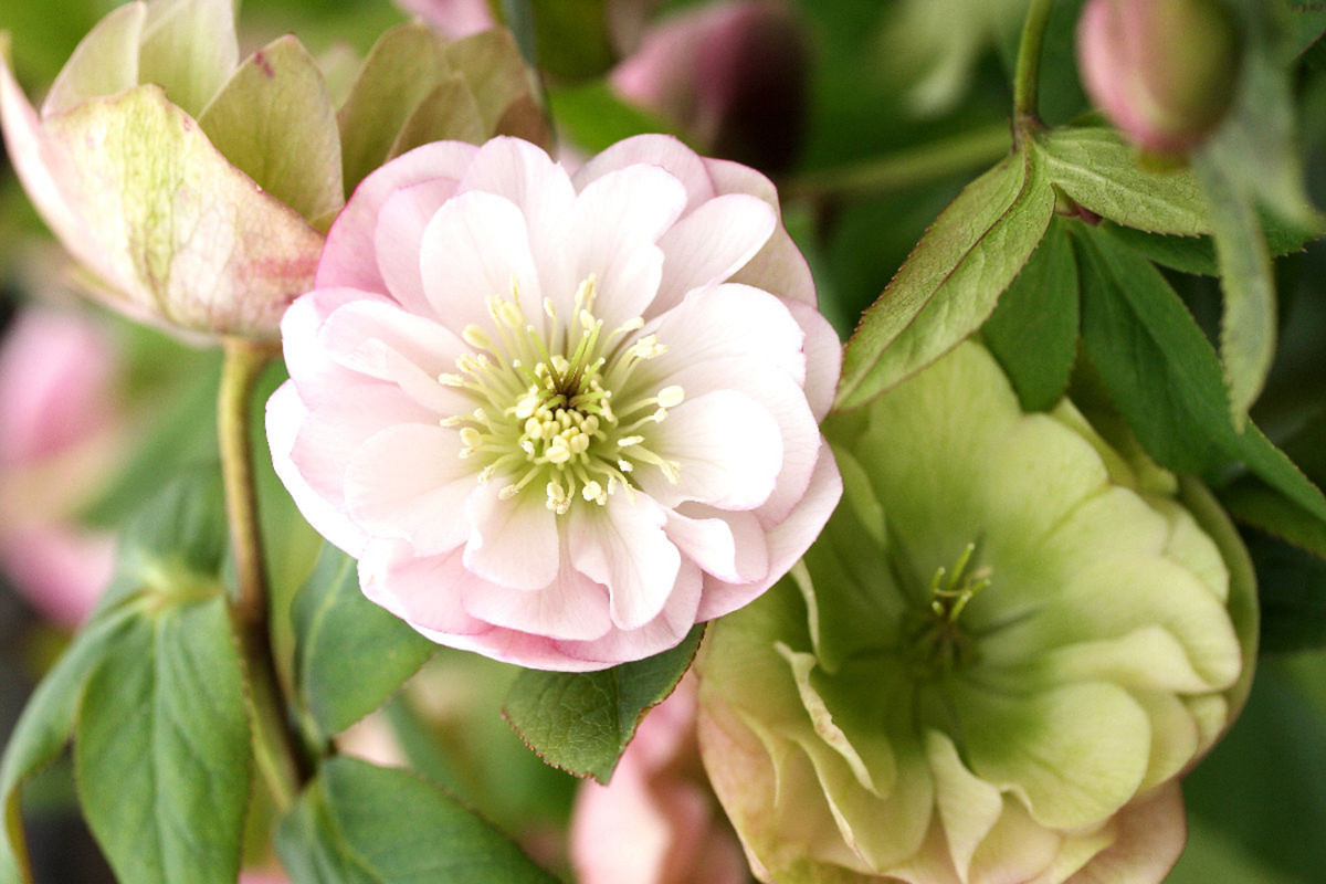 Christrosen, Helleborus