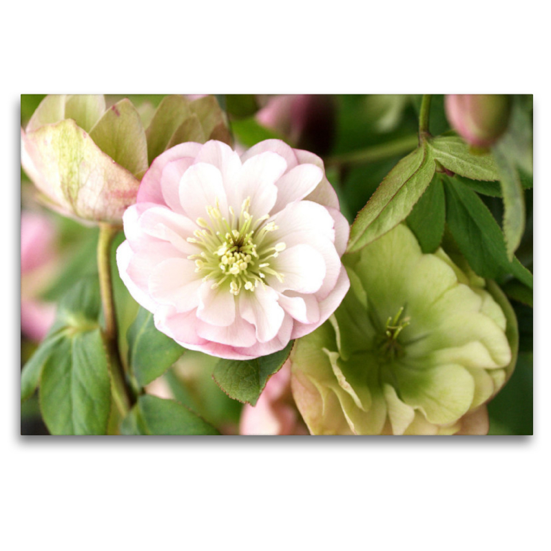 Christrosen, Helleborus