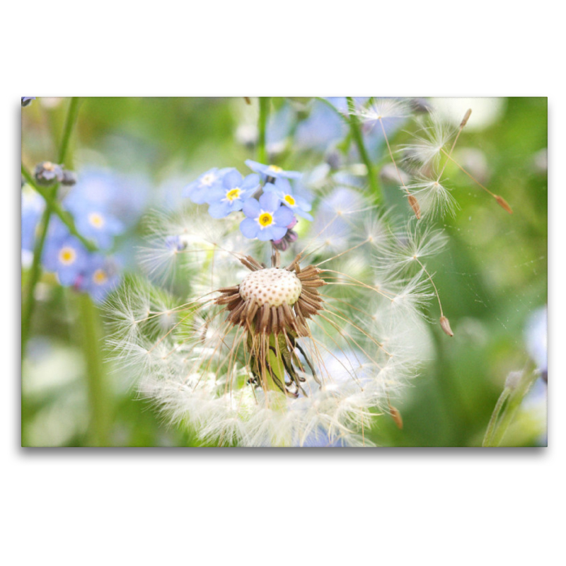 Pusteblume mit Vergissmeinnicht