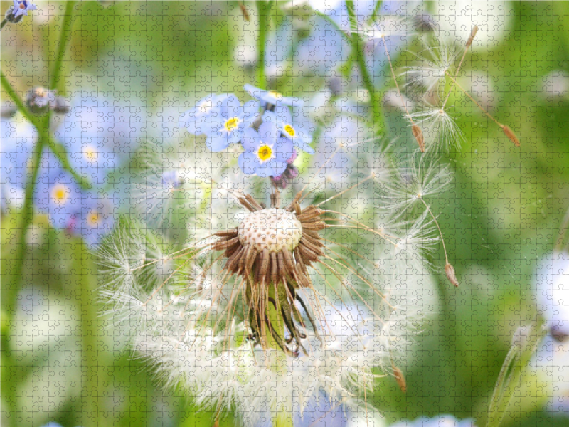 Pusteblume mit Vergissmeinnicht