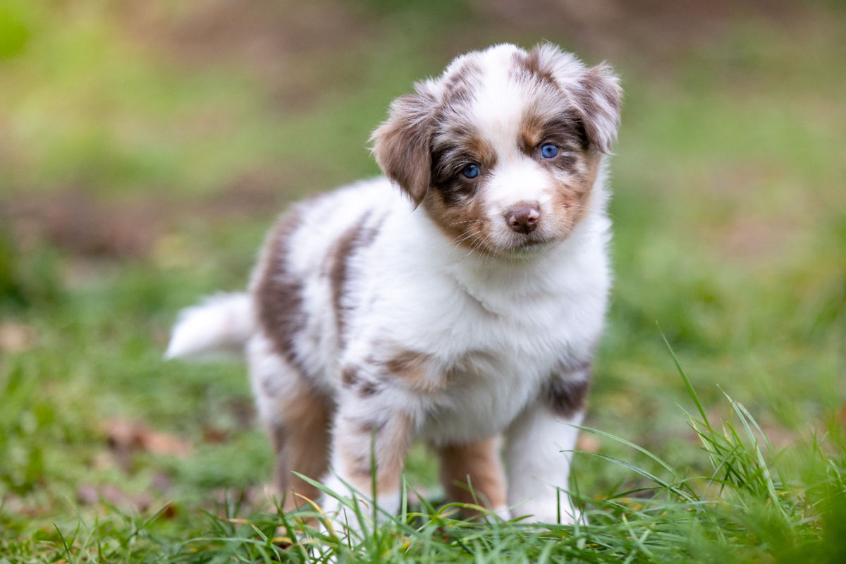 Gescheckter Aussie Welpe mit strahlend blauen Augen und rührenden Blick