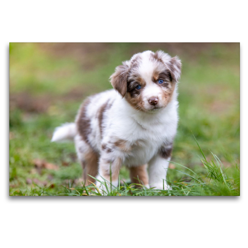 Gescheckter Aussie Welpe mit strahlend blauen Augen und rührenden Blick