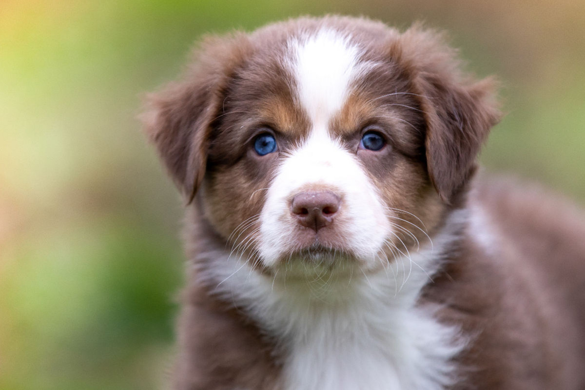 Zauberhafter brauner Aussie Welpe mit strahlend blauen Augen