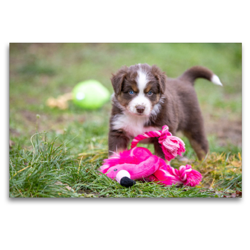 Süßer Australian Shepherd Welpe spielt mit einem Flamingo Stofftier