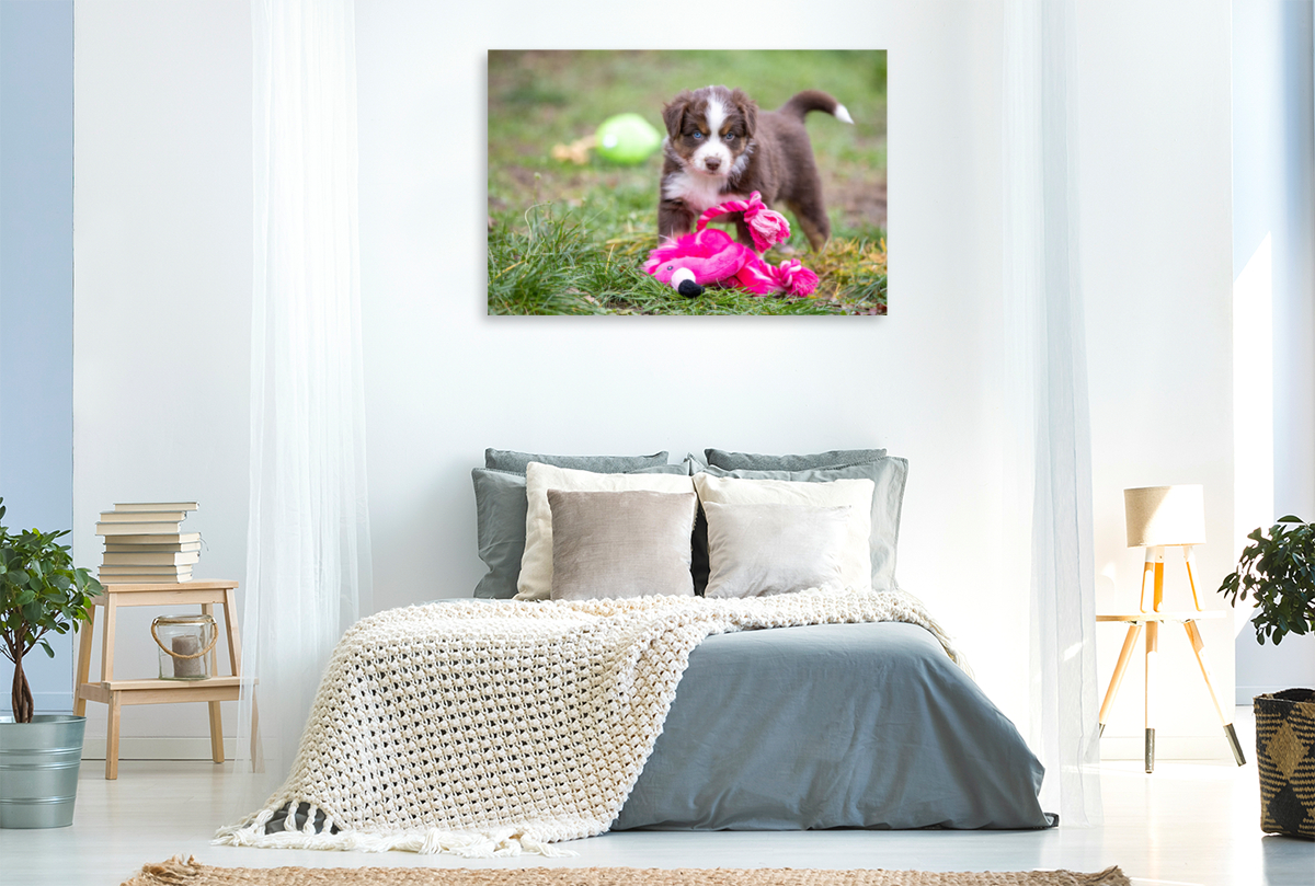 Süßer Australian Shepherd Welpe spielt mit einem Flamingo Stofftier