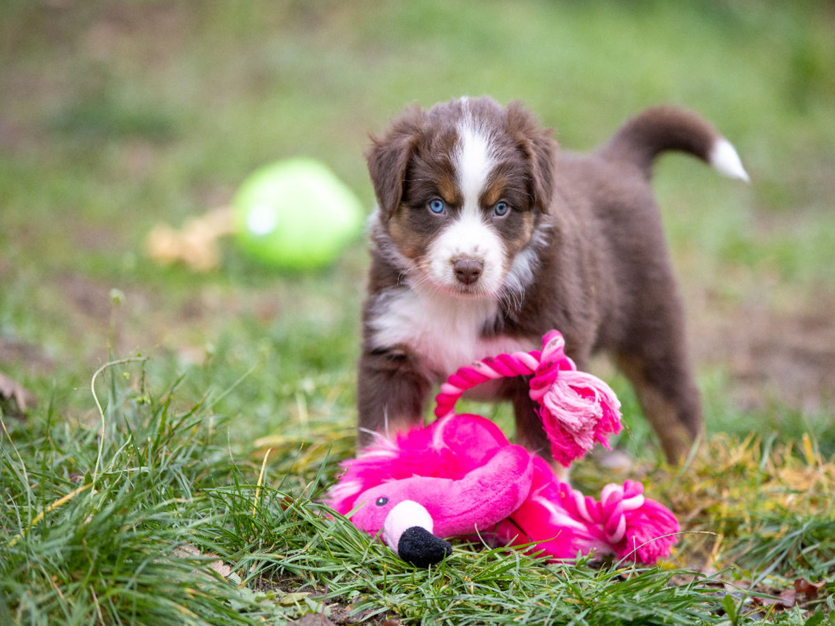 Süßer Australian Shepherd Welpe spielt mit einem Flamingo Stofftier