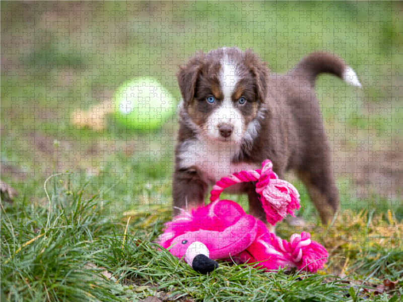 Süßer Australian Shepherd Welpe spielt mit einem Flamingo Stofftier