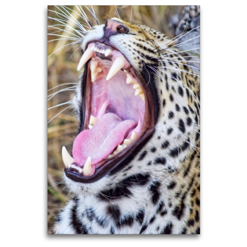 Gepard