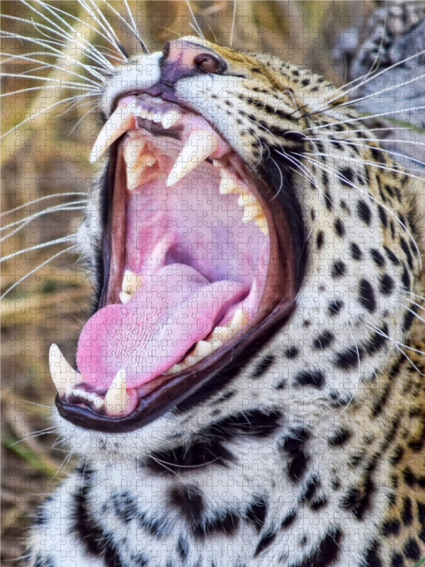 Gepard