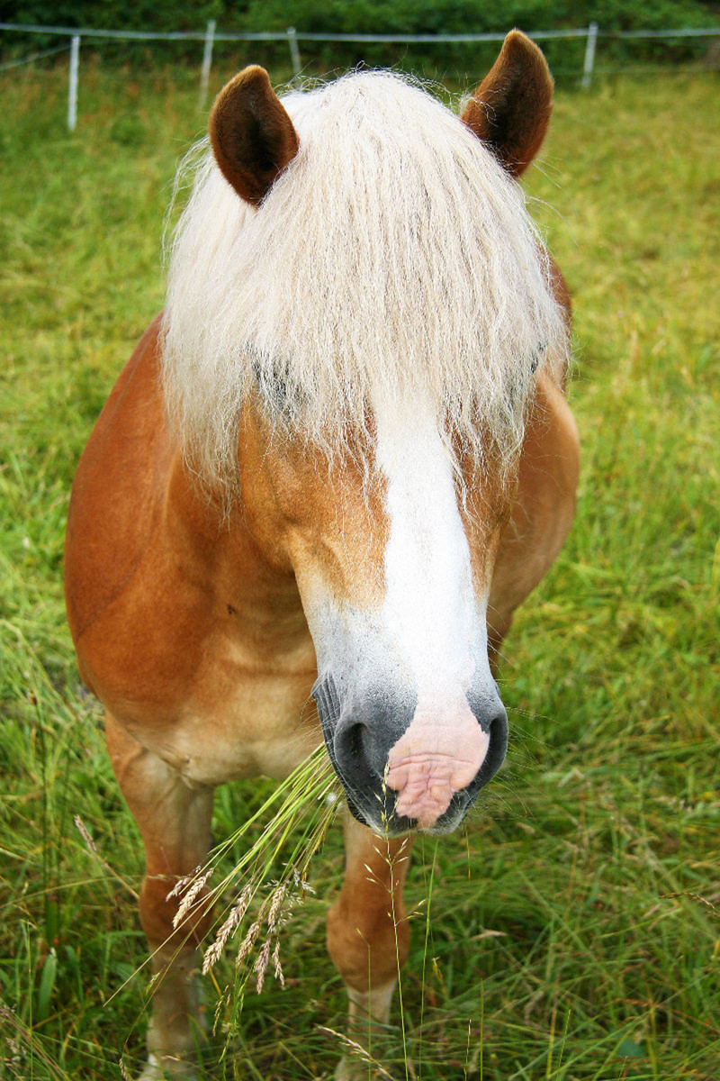 Haflinger Pferd auf der Koppel