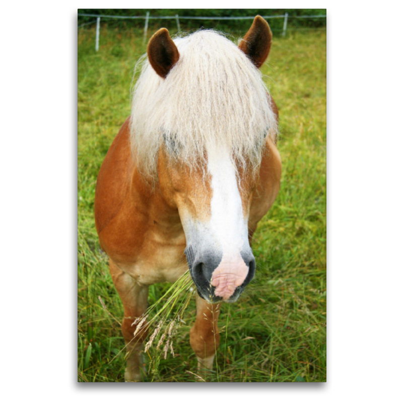 Haflinger Pferd auf der Koppel