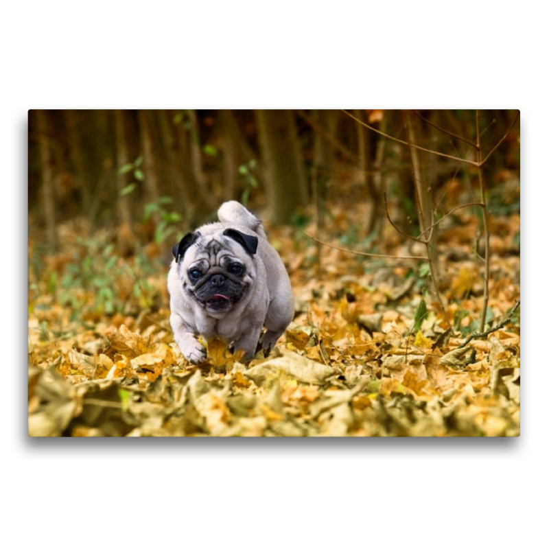 Mops im herbstlichen Wald