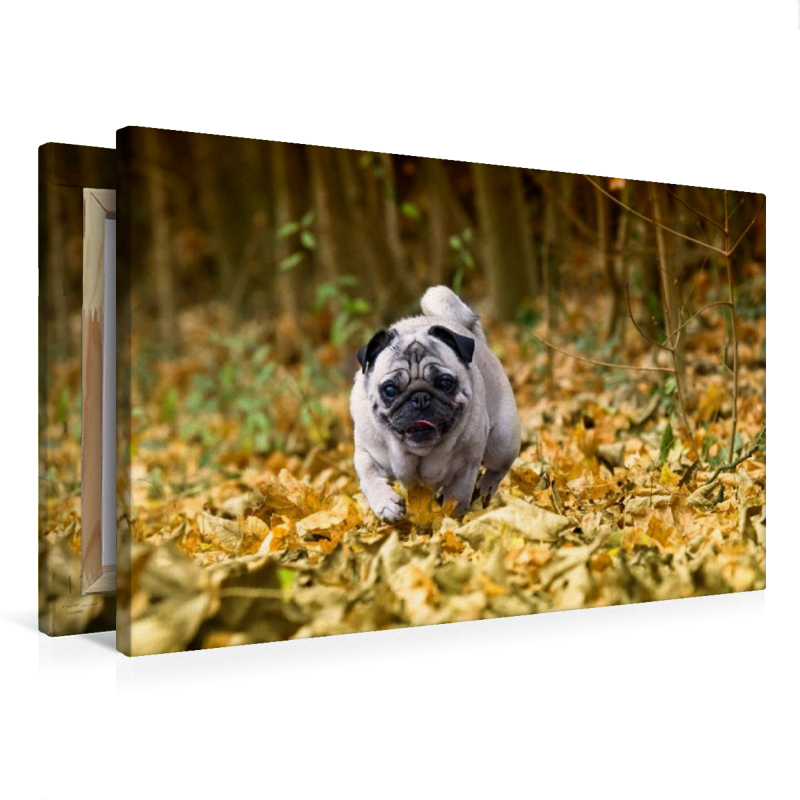 Mops im herbstlichen Wald