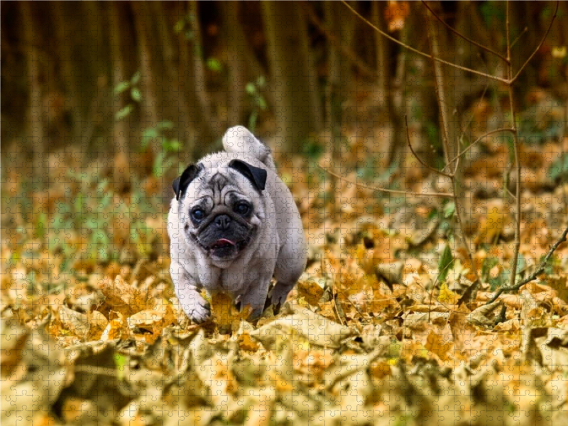 Mops im herbstlichen Wald