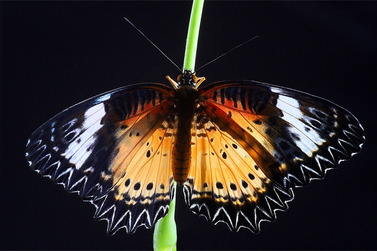 Bortenfalter (Cethosia biblis)