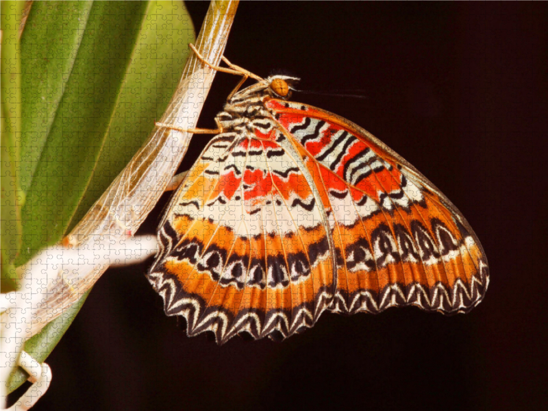 Bortenfalter (Cethosia biblis)