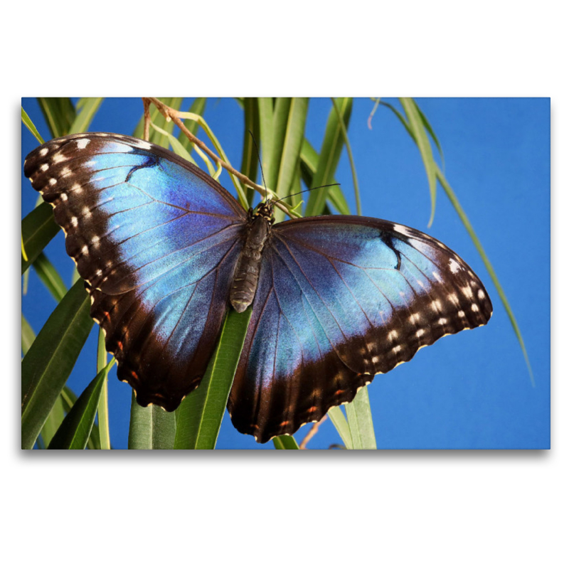 Himmelsfalter (Morpho peleides)