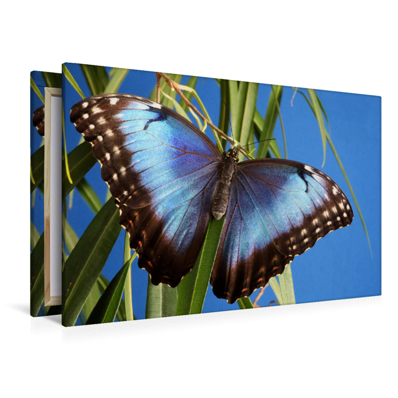 Himmelsfalter (Morpho peleides)