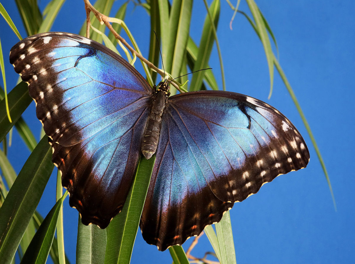 Himmelsfalter (Morpho peleides)