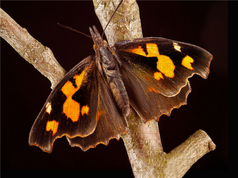 Zürgelbaumfalter (Libythea celtis)