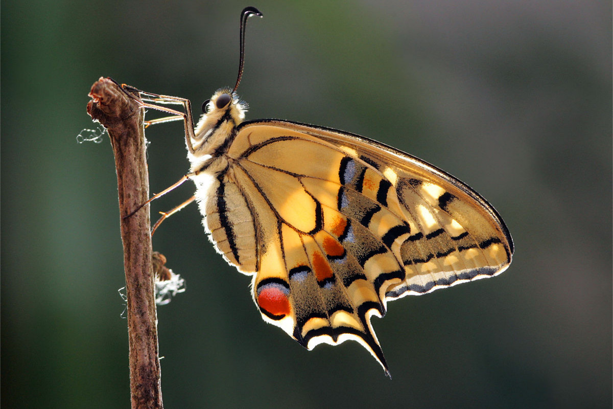 Schwalbenschwanz (Papilio machaon)