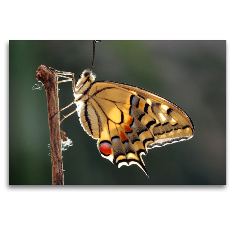 Schwalbenschwanz (Papilio machaon)