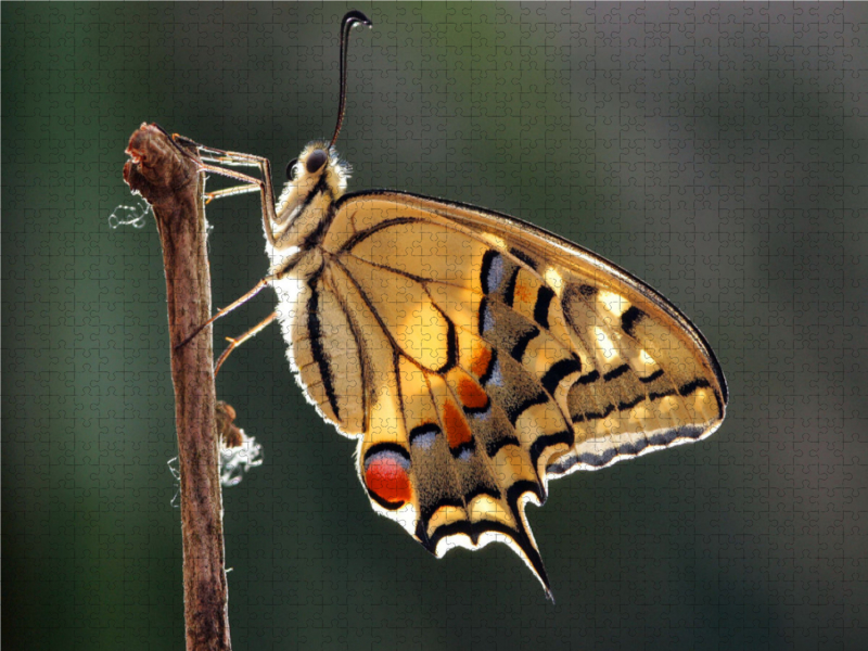 Schwalbenschwanz (Papilio machaon)