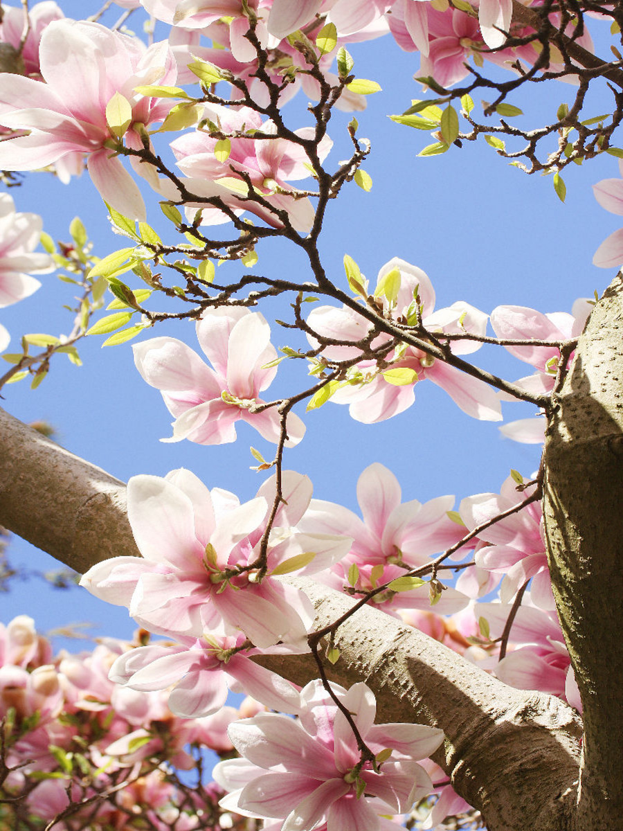 Magnolienblüten vor blauem Himmel