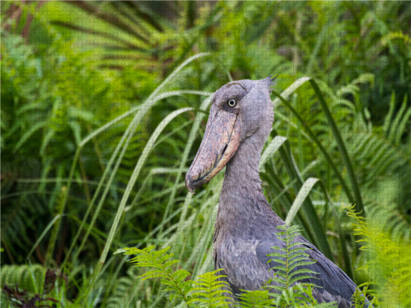 Schuhschnabelvogel