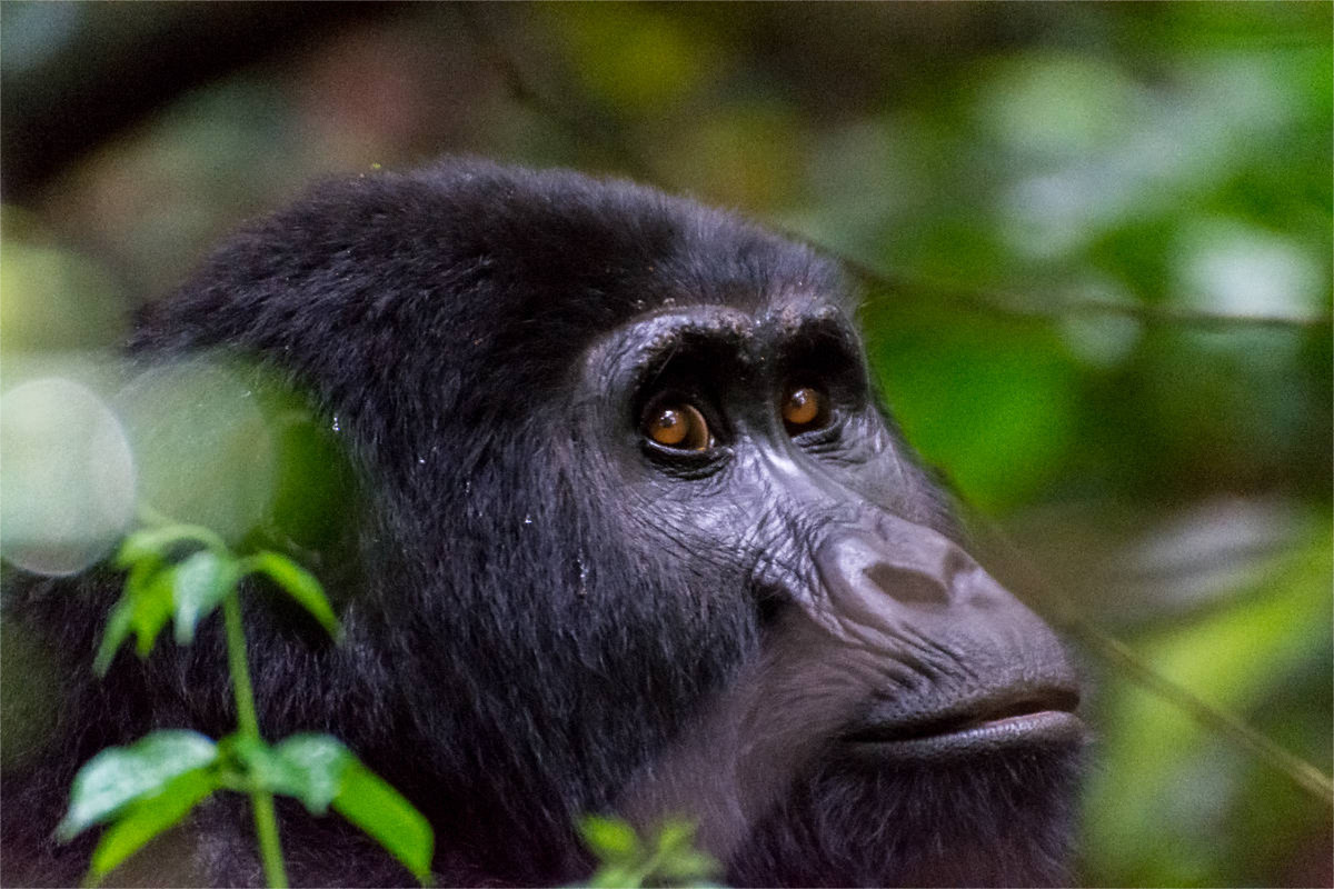 Gorilla