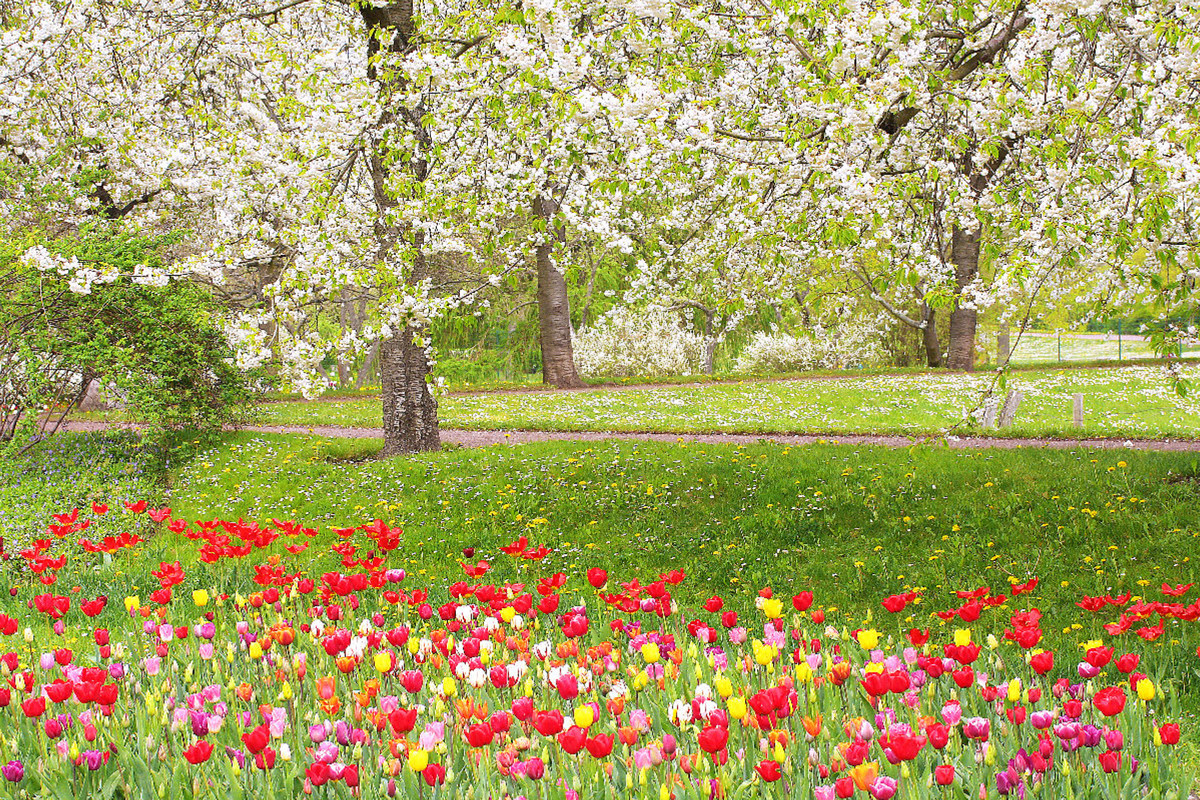 Bunte Tulpen und japanische Zierkirsche