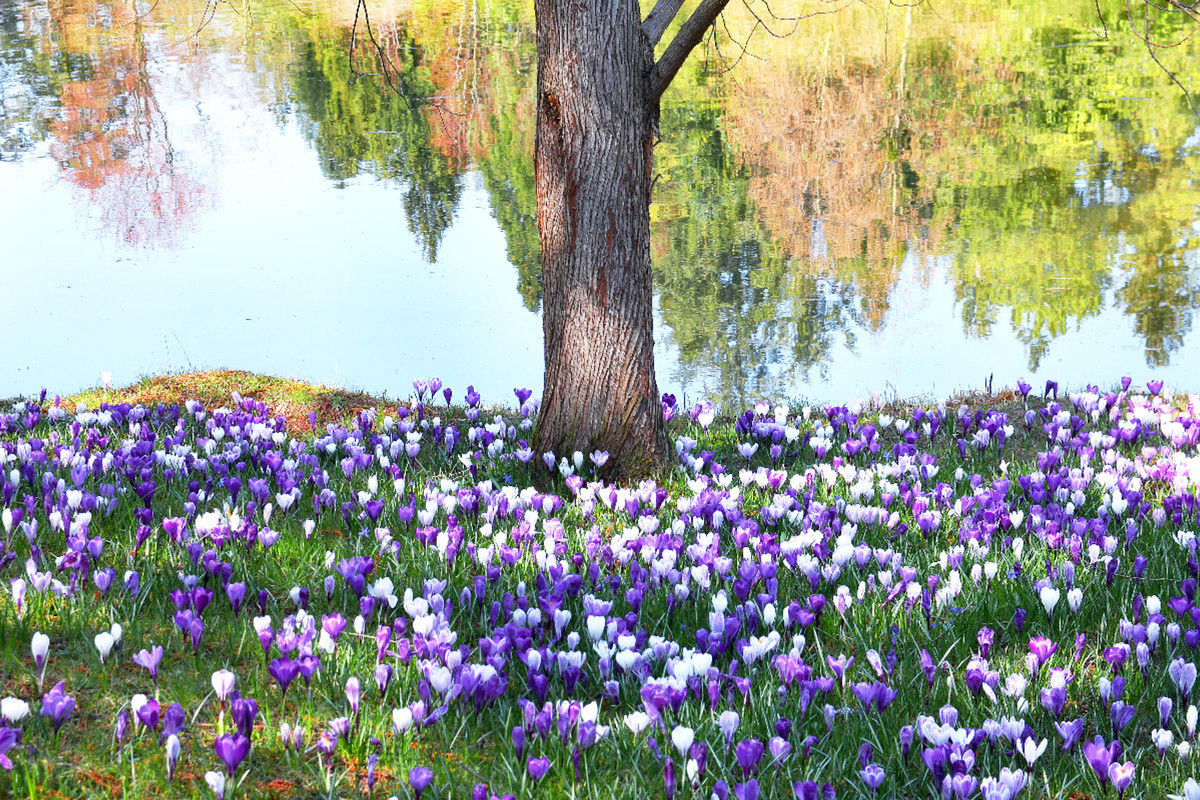 Krokuswiese am Teich