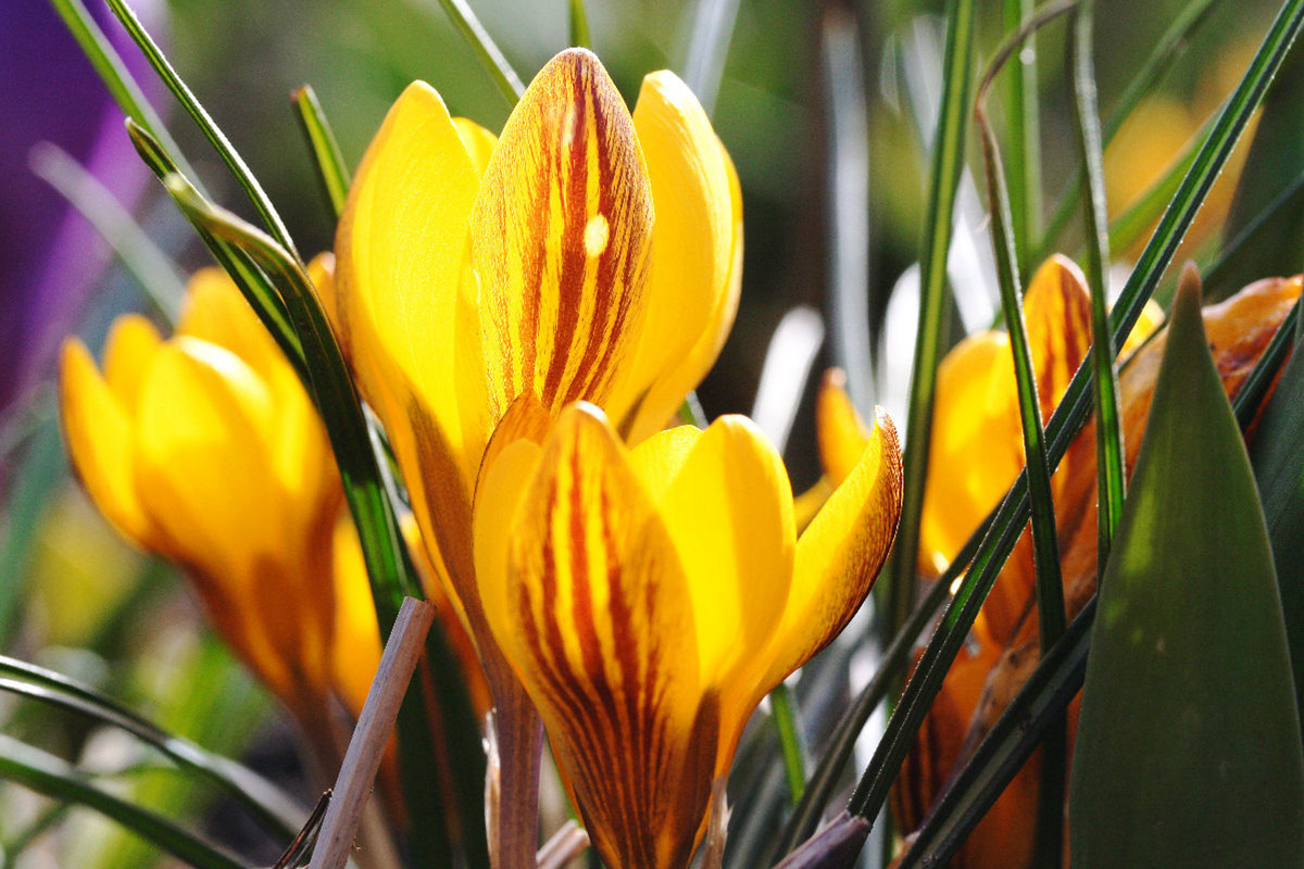 Frühe Krokusse