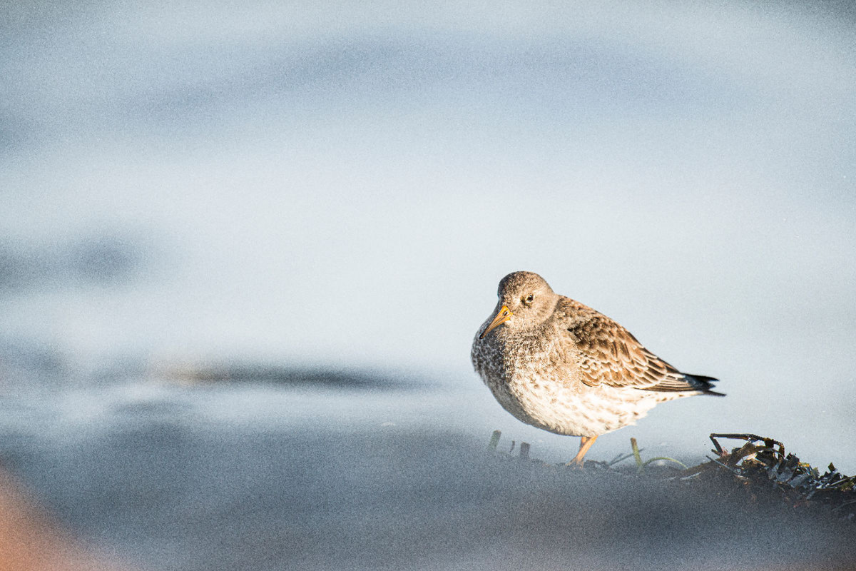 Meerstrandläufer (Calidris maritima)