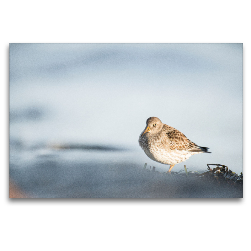 Meerstrandläufer (Calidris maritima)