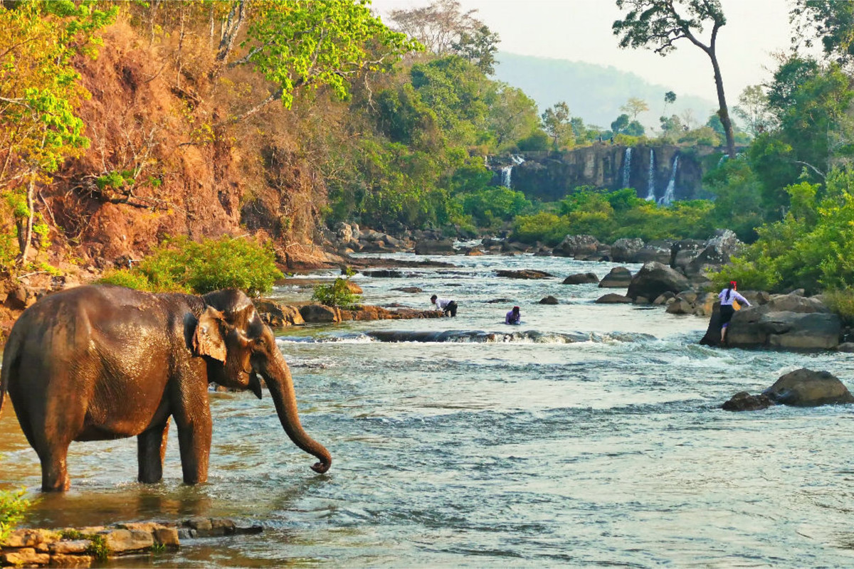 Elefant beim Baden