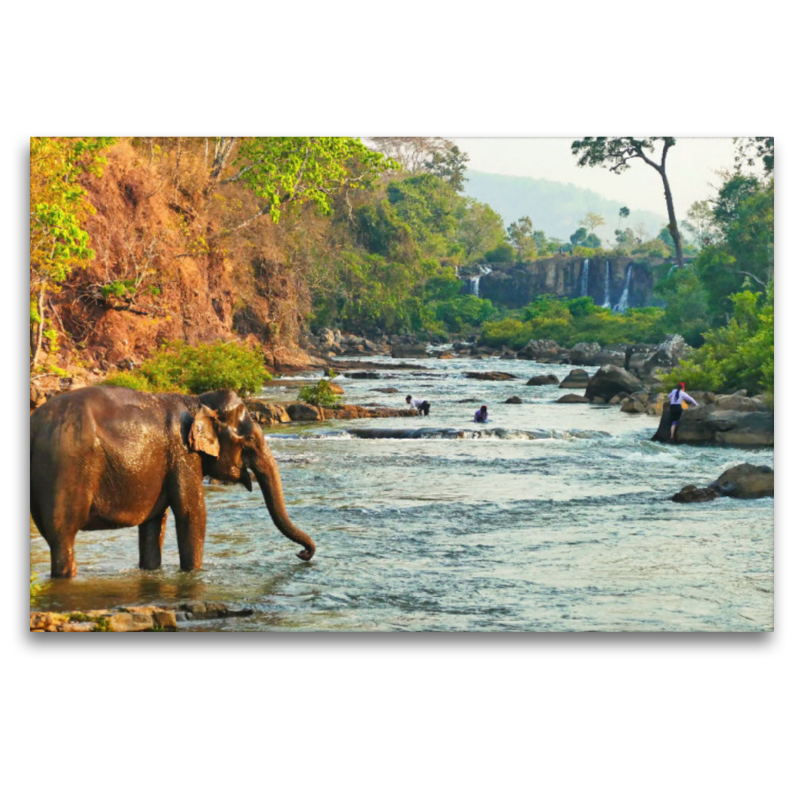 Elefant beim Baden