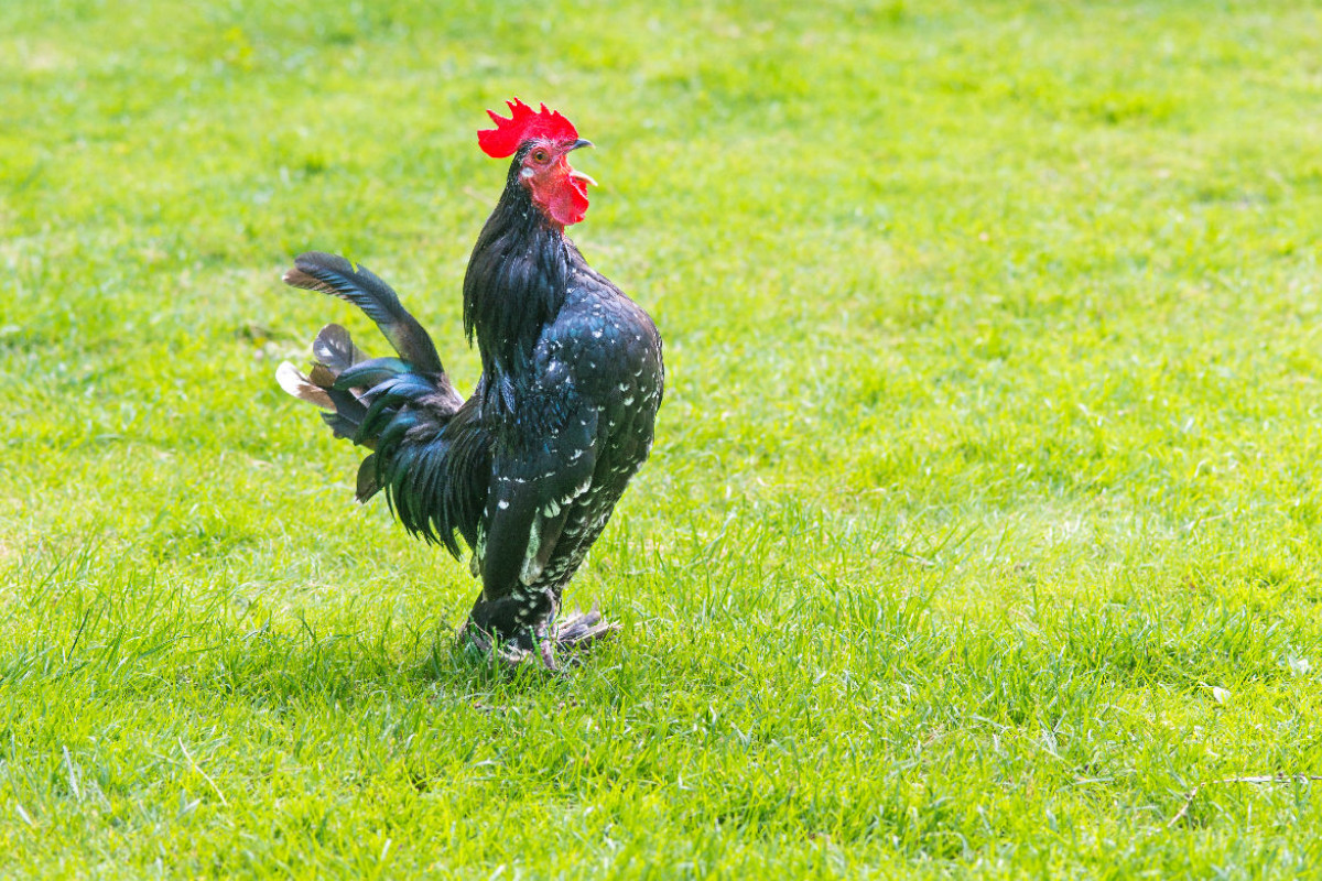 Krähender Hahn auf einer Wiese