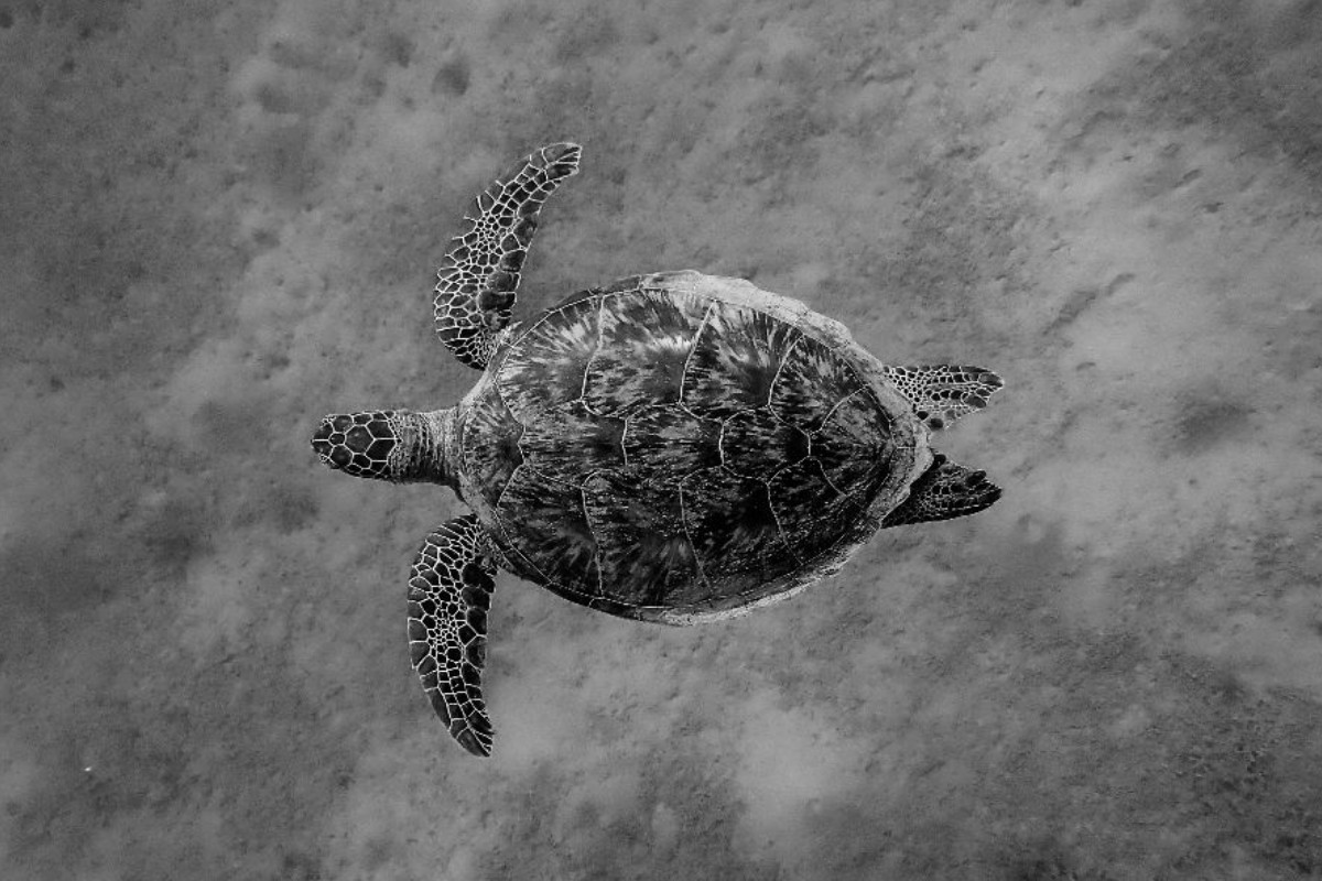 Echte Karettschildkröte in der Schwebe